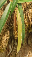 Ficus maclellandii