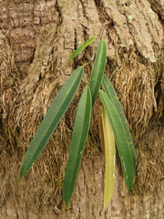 Ficus maclellandii