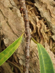 Ficus maclellandii