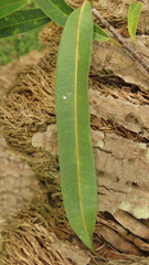 Ficus maclellandii