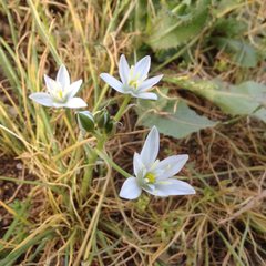 Ornithogalum narbonense