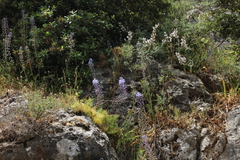 Scilla hyacinthoides