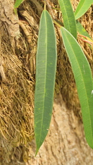 Ficus maclellandii