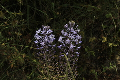 Scilla hyacinthoides