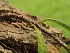 Ficus maclellandii