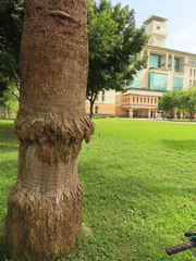 Ficus maclellandii