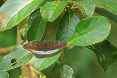 Tanaecia whiteheadi
