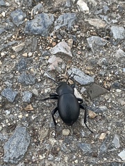 Tenebrionidae