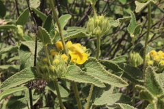 Phlomis viscosa