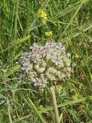 Allium basalticum