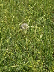 Allium basalticum