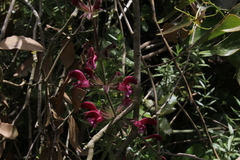 Salvia hierosolymitana
