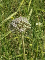 Allium basalticum