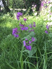 Lunaria annua