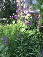 Lunaria annua