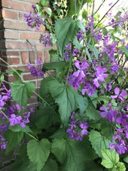 Lunaria annua