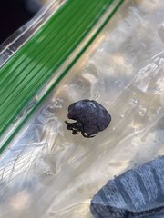 Pagurus samuelis