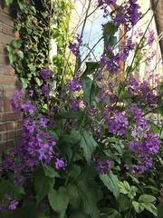 Lunaria annua