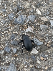 Tenebrionidae
