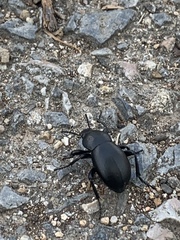 Tenebrionidae