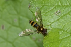 Meligramma cincta