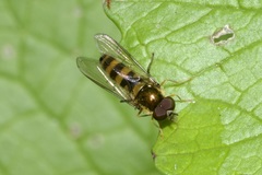 Meligramma cincta