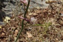 Delphinium ithaburense