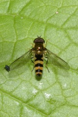 Meligramma cincta