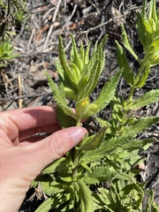 Diplacus clevelandii