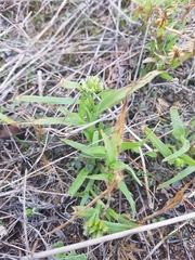 Dactyloctenium radulans