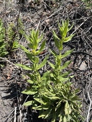 Diplacus clevelandii