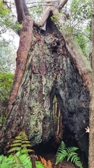 Eucalyptus piperita