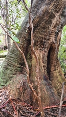 Eucalyptus piperita