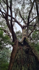 Eucalyptus piperita
