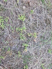 Dactyloctenium radulans