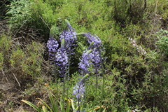 Scilla hyacinthoides