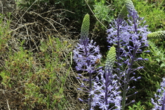 Scilla hyacinthoides