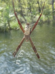 Argiope radon