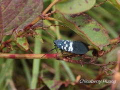 Lycorma olivacea
