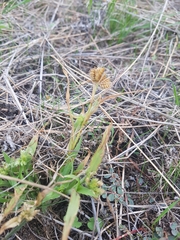 Dactyloctenium radulans