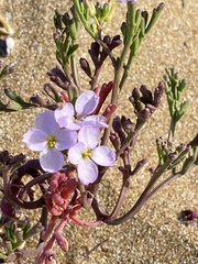 Cakile maritima