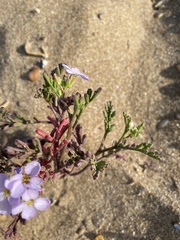 Cakile maritima