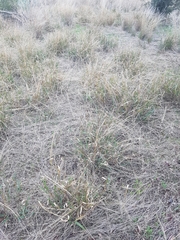 Digitaria divaricatissima