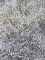 Digitaria divaricatissima