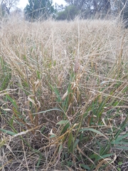 Digitaria divaricatissima