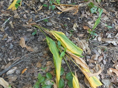 Curcuma australasica