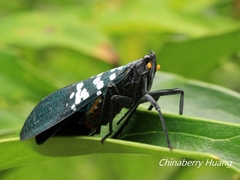 Lycorma olivacea