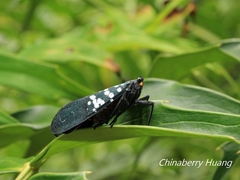 Lycorma olivacea