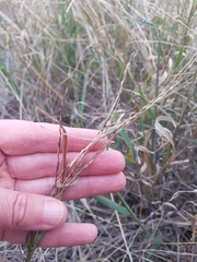 Digitaria divaricatissima