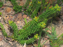 Euphorbia genistoides